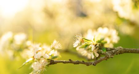 Close-up of apple tree branches with vibrant white blossoms against a sunlit background- Stock Photo or Stock Video of rcfotostock | RC Photo Stock