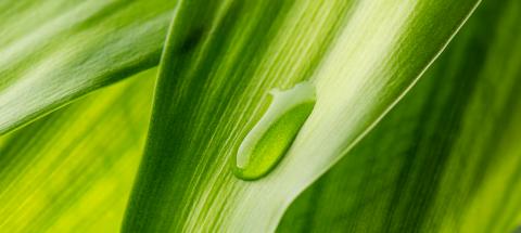 Close-up of green leaf with drop- Stock Photo or Stock Video of rcfotostock | RC-Photo-Stock