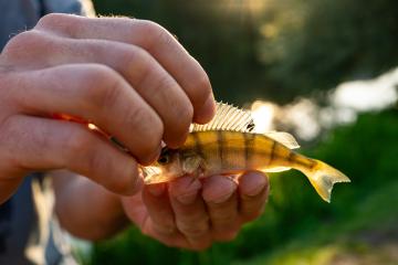 Close-up of hands holding a small, golden fish with sunlight illuminating its translucent fins and sharp scales : Stock Photo or Stock Video Download rcfotostock photos, images and assets rcfotostock | RC Photo Stock.: