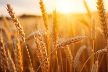 Close-up of wheat in golden sunset light
- Stock Photo or Stock Video of rcfotostock | RC Photo Stock