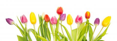 colorful tulip flowers in a row : Stock Photo or Stock Video Download rcfotostock photos, images and assets rcfotostock | RC Photo Stock.: