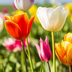 Colorful Tulips flowers : Stock Photo or Stock Video Download rcfotostock photos, images and assets rcfotostock | RC Photo Stock.: