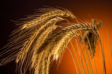 corn grain ears Close-up : Stock Photo or Stock Video Download rcfotostock photos, images and assets rcfotostock | RC Photo Stock.: