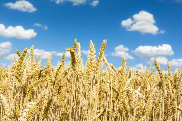 Cornfield agriculture with blue cloudy sky in summer- Stock Photo or Stock Video of rcfotostock | RC-Photo-Stock