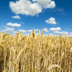 Cornfield agriculture with blue cloudy sky in summer : Stock Photo or Stock Video Download rcfotostock photos, images and assets rcfotostock | RC-Photo-Stock.: