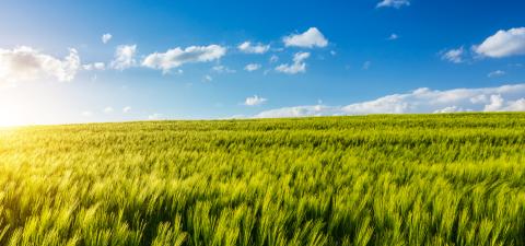 Cornfield at summer : Stock Photo or Stock Video Download rcfotostock photos, images and assets rcfotostock | RC Photo Stock.: