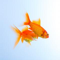Couple of Carassius auratus  : Stock Photo or Stock Video Download rcfotostock photos, images and assets rcfotostock | RC Photo Stock.: