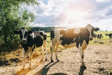 cows on a meadow during sunset : Stock Photo or Stock Video Download rcfotostock photos, images and assets rcfotostock | RC Photo Stock.: