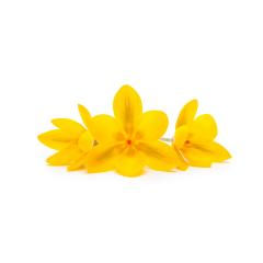 crocus spring flowers- Stock Photo or Stock Video of rcfotostock | RC-Photo-Stock