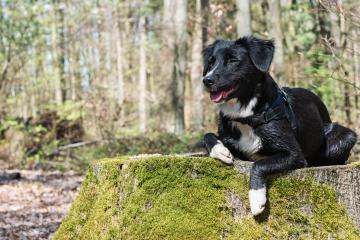 Cute black & white border collie in forest : Stock Photo or Stock Video Download rcfotostock photos, images and assets rcfotostock | RC Photo Stock.: