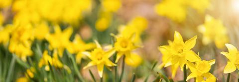 Daffodil flowers in the field, banner size, nature background concept image- Stock Photo or Stock Video of rcfotostock | RC Photo Stock