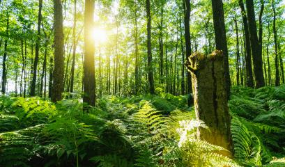 Dark magic forest with sunshine and ferns covering the Ground- Stock Photo or Stock Video of rcfotostock | RC-Photo-Stock