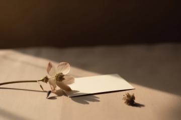 Delicate flower resting on a white card with a shadowed backdrop- Stock Photo or Stock Video of rcfotostock | RC Photo Stock
