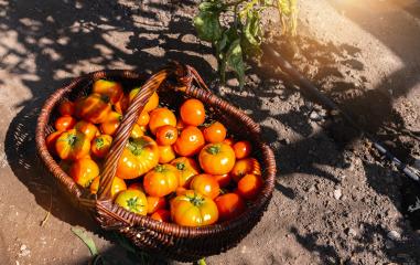 Different tomatoes in a baskets at a greenhouse. Harvesting tomatoes in a greenhouse. Healthy food production concept image : Stock Photo or Stock Video Download rcfotostock photos, images and assets rcfotostock | RC Photo Stock.: