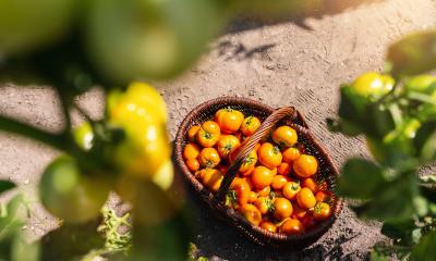 Different tomatoes in a baskets at the greenhouse. Harvesting tomatoes in a greenhouse. Healthy food production concept image : Stock Photo or Stock Video Download rcfotostock photos, images and assets rcfotostock | RC Photo Stock.: