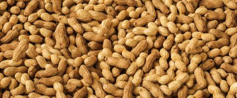 Dried peanuts with shell. Tasty groundnuts as texture.- Stock Photo or Stock Video of rcfotostock | RC Photo Stock