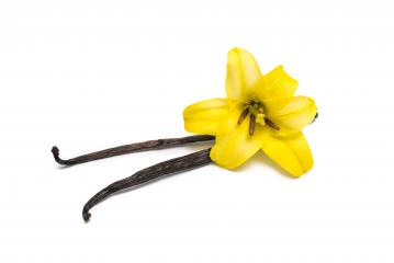Dried vanilla pods with a flower- Stock Photo or Stock Video of rcfotostock | RC-Photo-Stock