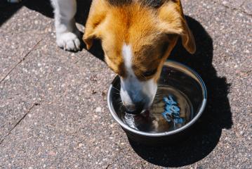 drinking beagle dog- Stock Photo or Stock Video of rcfotostock | RC Photo Stock
