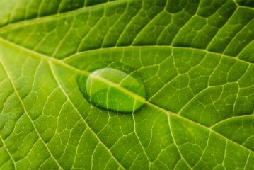 drop of water on a leaf : Stock Photo or Stock Video Download rcfotostock photos, images and assets rcfotostock | RC Photo Stock.: