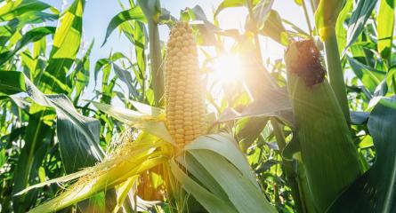 Ear of corn in a field in summer before harvest- Stock Photo or Stock Video of rcfotostock | RC Photo Stock