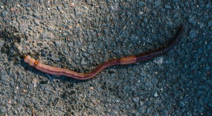 Earthworm dendrobena on a asphalt road- Stock Photo or Stock Video of rcfotostock | RC Photo Stock