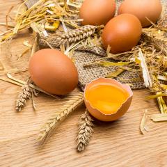 eggs from agriculture : Stock Photo or Stock Video Download rcfotostock photos, images and assets rcfotostock | RC Photo Stock.: