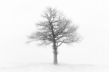 Einzelner Baum im Winter, Schwarz, Weiß : Stock Photo or Stock Video Download rcfotostock photos, images and assets rcfotostock | RC Photo Stock.: