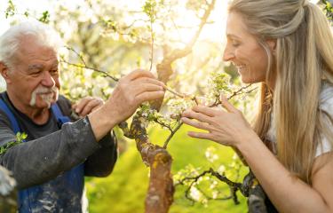 Elderly man and female assistant pollinating apple blossoms together in a sunlit orchard- Stock Photo or Stock Video of rcfotostock | RC Photo Stock