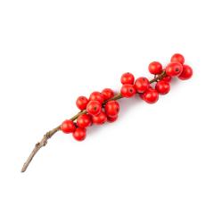 European Holly (Ilex aquifolium) red fruit berrys- Stock Photo or Stock Video of rcfotostock | RC-Photo-Stock