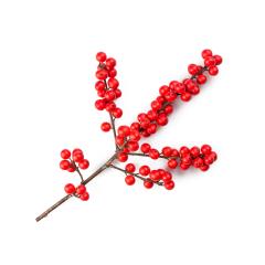 european holly isolated on white background : Stock Photo or Stock Video Download rcfotostock photos, images and assets rcfotostock | RC Photo Stock.: