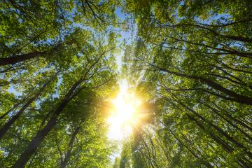 Evening sun shining warmly through treetop in a deep forest- Stock Photo or Stock Video of rcfotostock | RC-Photo-Stock