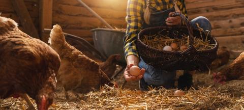 Famer woman grabs organic eggs from her hens in basket at a henhouse : Stock Photo or Stock Video Download rcfotostock photos, images and assets rcfotostock | RC Photo Stock.: