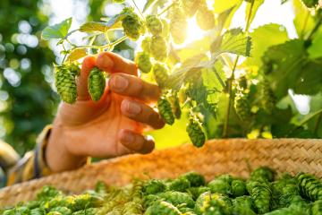 Farmer hand checking the quality of this years hops harvest in the field in Bavaria Germany.- Stock Photo or Stock Video of rcfotostock | RC Photo Stock
