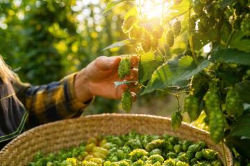 Farmer hand picking hops harvest in the field in Bavaria Germany.- Stock Photo or Stock Video of rcfotostock | RC Photo Stock