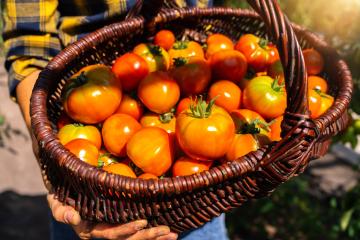 farmer hands with baskept of ripe red cherry and meat tomatoes in greenhouse. Farmer, Growing tomatoes, Vegetable business, Greenhouse with tomatoes : Stock Photo or Stock Video Download rcfotostock photos, images and assets rcfotostock | RC Photo Stock.: