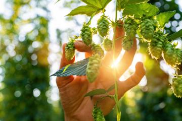 Farmer inspected ripe hop cones for making beer and bread closeup, bokeh background. Hops field in Bavaria Germany.- Stock Photo or Stock Video of rcfotostock | RC Photo Stock
