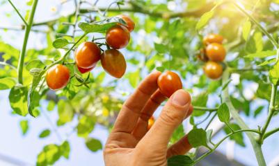 Farmer is harvesting small tomatoes in greenhouse. Woman's hands picking fresh mini tomatoes. Organic garden. Harvest season at farm : Stock Photo or Stock Video Download rcfotostock photos, images and assets rcfotostock | RC Photo Stock.: