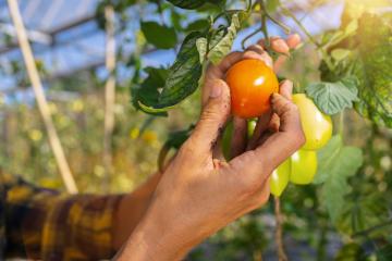 Farmer is harvesting tomatoes in greenhouse. Woman's hands picking fresh tomatoes. Organic garden. Harvest season at farm- Stock Photo or Stock Video of rcfotostock | RC Photo Stock