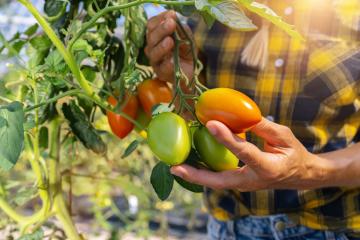 Farmer is harvesting tomatoes. Woman's hands picking fresh tomatoes. Organic garden. Harvest season at farm- Stock Photo or Stock Video of rcfotostock | RC Photo Stock