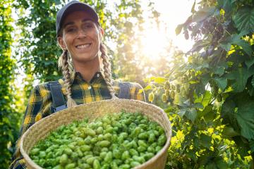 Farmer woman holding basket with hops of this years hops harvest in the field in Bavaria Germany.- Stock Photo or Stock Video of rcfotostock | RC Photo Stock
