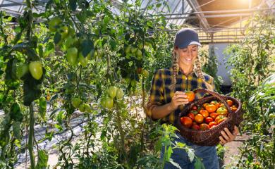 Female farmer harvesting ripe tomatoes and carrying boxes in greenhouse, seasonal work- Stock Photo or Stock Video of rcfotostock | RC Photo Stock