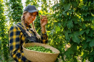 Female farmer holding basket with hops of this years hops harvest in the field in Bavaria Germany.- Stock Photo or Stock Video of rcfotostock | RC Photo Stock