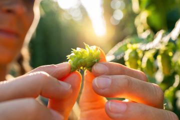 Female farmer testing the quality of ripe hop harvest touching the umbels in Bavaria Germany. : Stock Photo or Stock Video Download rcfotostock photos, images and assets rcfotostock | RC Photo Stock.: