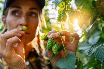 female farmer testing the quality of the hop harvest smelling and touching the umbels in Bavaria Germany.- Stock Photo or Stock Video of rcfotostock | RC Photo Stock