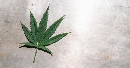 Female Marijuana leaf on metalic backgroundt. banner size, copyspace for your individual text.- Stock Photo or Stock Video of rcfotostock | RC-Photo-Stock