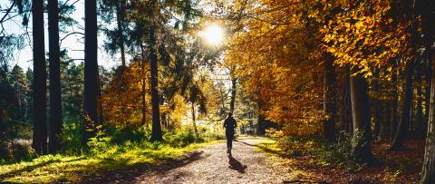 Female Runner in Silent Forest in spring with beautiful bright sun rays : Stock Photo or Stock Video Download rcfotostock photos, images and assets rcfotostock | RC Photo Stock.: