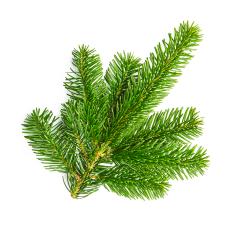 fir branche isolated on white- Stock Photo or Stock Video of rcfotostock | RC Photo Stock