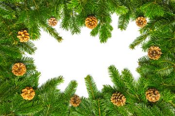 fir branches background with pine cones- Stock Photo or Stock Video of rcfotostock | RC-Photo-Stock