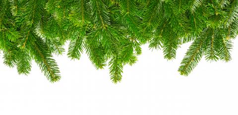 fir branches isolated on white- Stock Photo or Stock Video of rcfotostock | RC-Photo-Stock