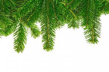 fir branches on white background- Stock Photo or Stock Video of rcfotostock | RC Photo Stock